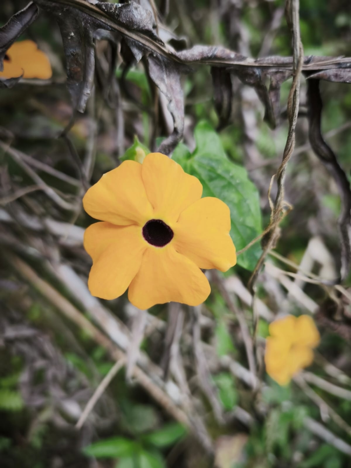 Thunbergia alata