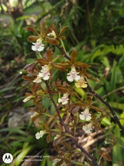 Prosthechea varicosa