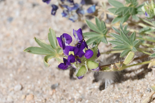 Lupinus flavoculatus, 2026-06-11