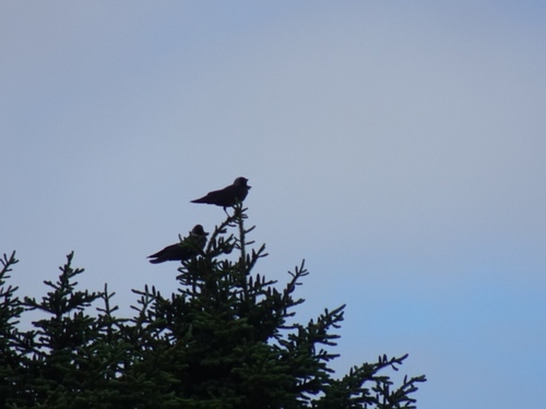 Eurasian Jackdaw