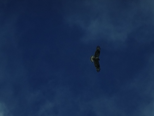Rough-legged Hawk