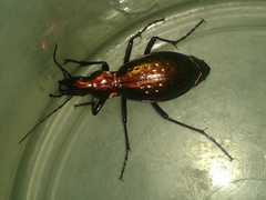 Carabus rutilans
