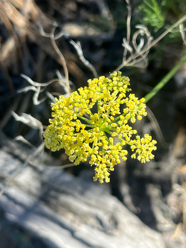 Harbouria trachypleura, photograph 2