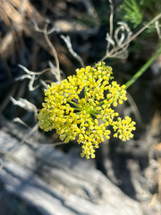 Harbouria trachypleura, photograph author not stated, no rights reserved