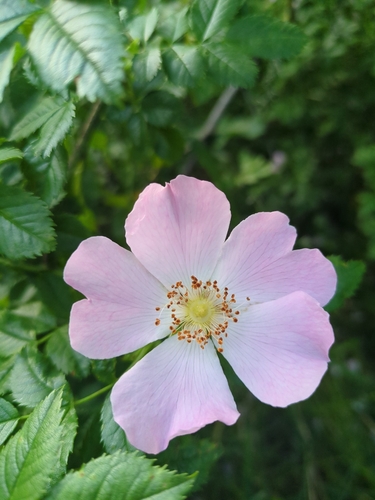 Dog-rose