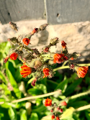 orange hawkweed