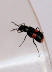 Anthocomus fasciatus