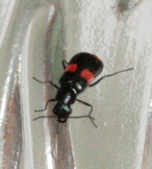 Anthocomus fasciatus