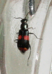 Anthocomus fasciatus