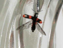 Anthocomus fasciatus