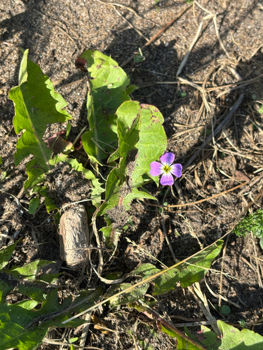 Malcolmia maritima, photograph 3