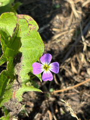 Malcolmia maritima, photograph (c) Jose Gutierrez Higa, some rights reserved (CC BY)