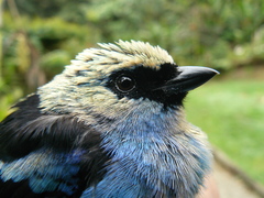 Tangara labradorides