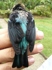 Tangara labradorides