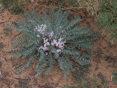Astragalus dolichophyllus