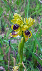 Ophrys lutea galilaea