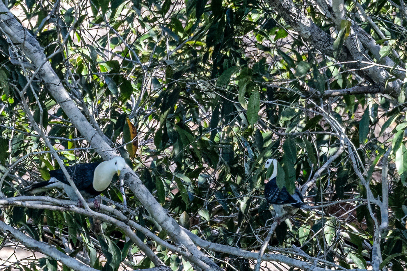 Black-banded Fruit Dove (Ptilinopus alligator), photo 1
