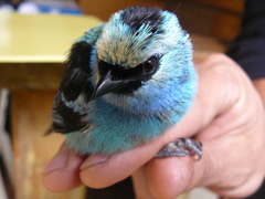 Tangara labradorides