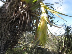Tillandsia violacea