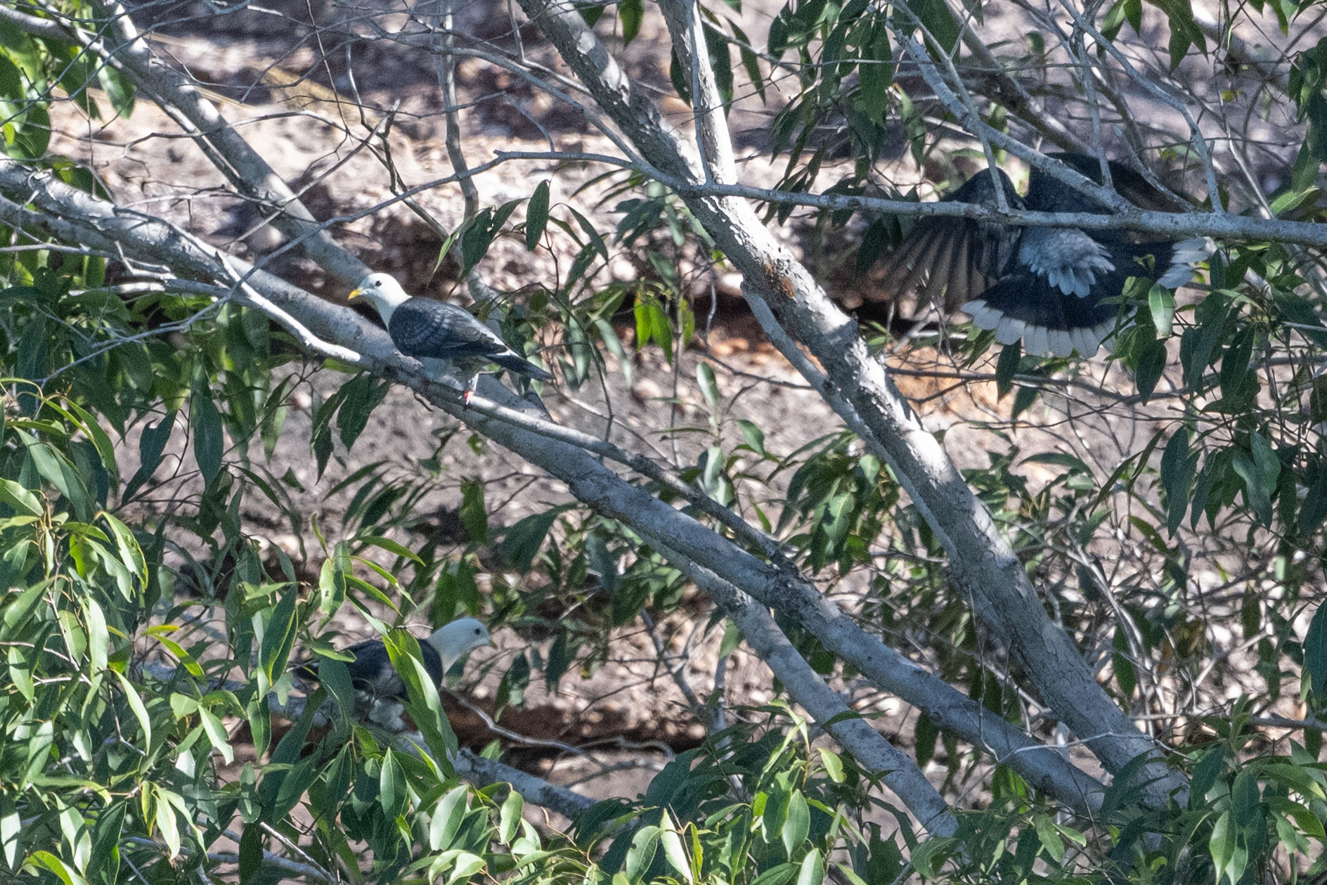 Black-banded Fruit Dove (Ptilinopus alligator), photo 2