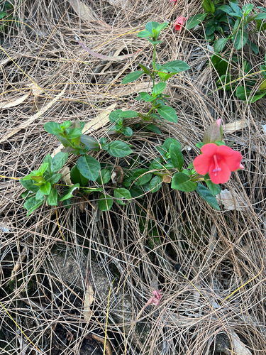 Barleria repens observed 2026-06-17