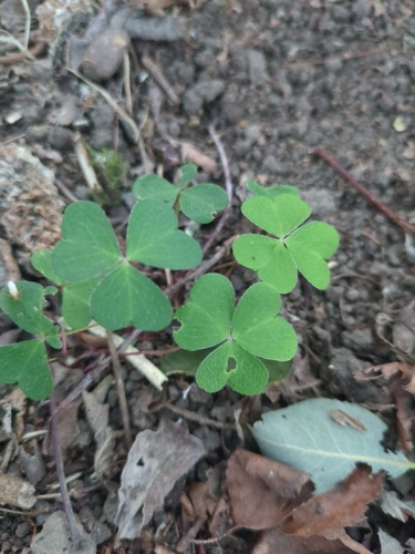 European wood-sorrel