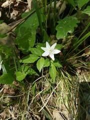 Anemonoides trifolia