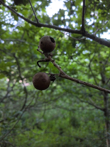 Oak Marble Gall Wasp