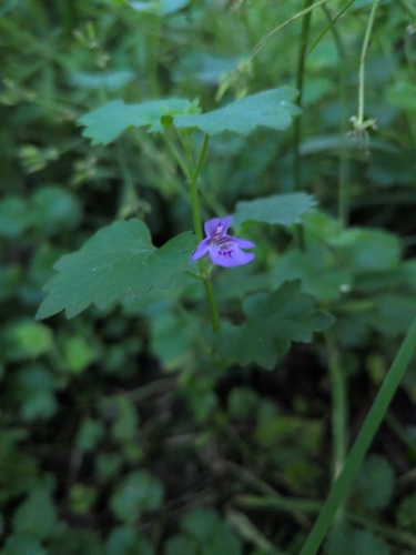 ground-ivy