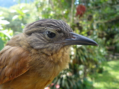 Thripadectes virgaticeps