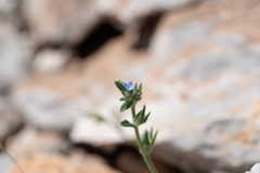 Buglossoides incrassata, photograph (c) Eleftherios Katsillis, some rights reserved (CC BY)