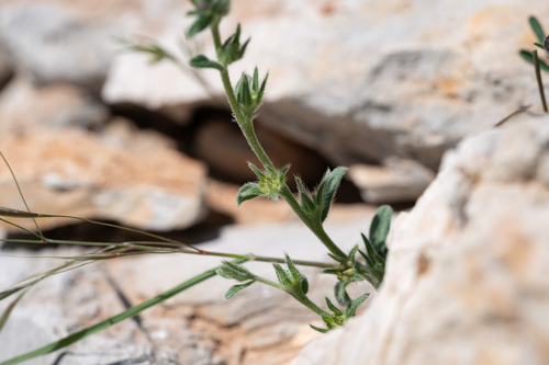 Buglossoides incrassata, photograph 6