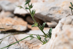 Buglossoides incrassata, photograph (c) Eleftherios Katsillis, some rights reserved (CC BY)