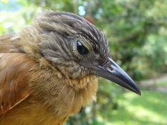 Thripadectes virgaticeps