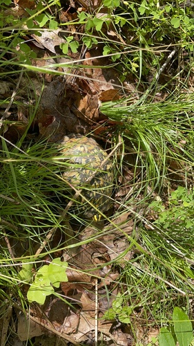 Eastern Box Turtle