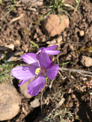 Olsynium douglasii