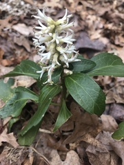 Pachysandra