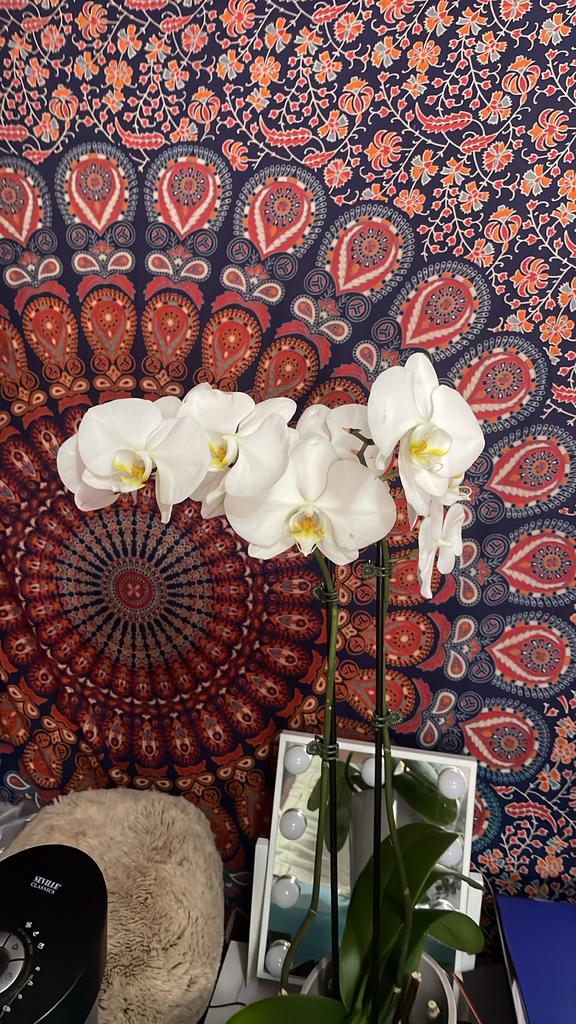 Phalaenopsis orchid growing