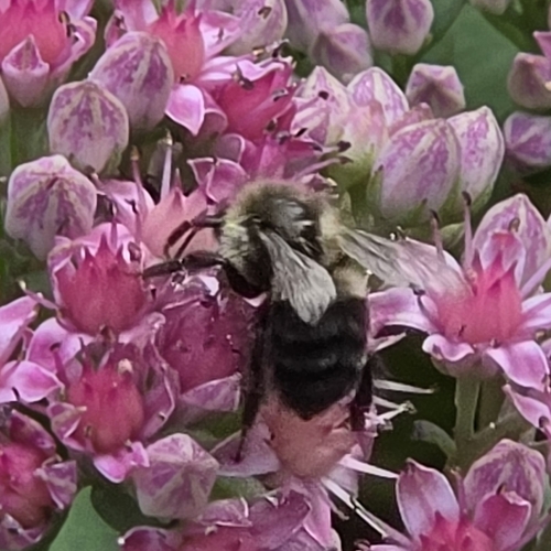 Common Eastern Bumble Bee