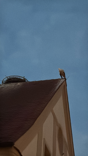 White Stork