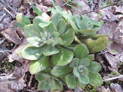 Echeveria nodulosa