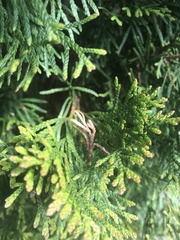 Pestalotiopsis funerea