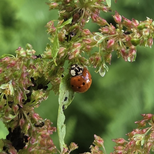 Asian Lady Beetle