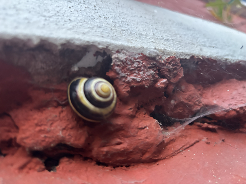 Brown-lipped Snail