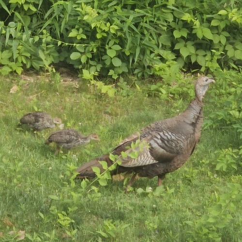 Narragansett Turkey