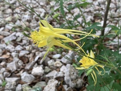 Aquilegia chrysantha