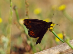 Erebia triarius