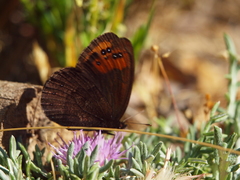 Erebia triarius