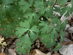 Aquilegia chrysantha