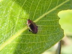 Crepidodera aurata